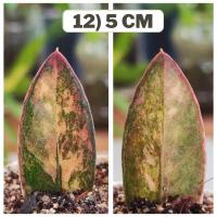 ราคา กวักดำด่างชมพู ใบชำตัดสด กวักดำด่าง Zamioculcas Zamifolia Varigated แม่พันธ์ด่างชมพู กวักมรกตดำด่าง กระถาง 2 นิ้ว (52058076785)