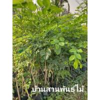 ราคา ต้นประดู่อังสนา ประดู่เหลือง ประดู่ป่า ต้นเพราะเมล็ด สูง 130-150 ซม. (6882358442)