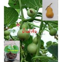 ราคา ต้นกล้า น้ำเต้าจิ๋ว ต้นเพาะเมล็ดนำเข้า กระถาง 5-6 นิ้ว พร้อมปลูก (41607691389)