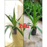ราคา ต้นจันผา2ต้น (L) จัดส่งแบบห่อตุ้ม (3857582460)