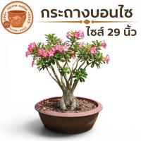 ราคา กระถางบอนไซ 29นิ้วสำหรับบอนไซ ชวนชม หรือจัดสวนถาดงานดินเผาแข็งแรง เหมาะตกแต่งบ้าน สวน ระเบียง (53862798040)