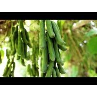 ราคา เมล็ดพันธุ์ ถั่วครก ถั่วขอ สำหรับปลูก 10-13 เม็ด 39 บาท (8629569221)