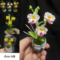 ราคา แคทลียาจิ๋ว กล้วยไม้ดินปั้น (8611753228)