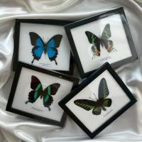 ราคา ผีเสื้อสต๊าฟ // Butterfly Taxidermy (Medium Size) (44004409363)