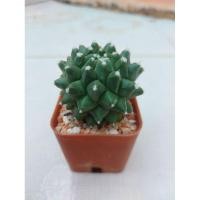ราคา กระบองเพชร แมม อิรุซุมุ มีขนสีขาวรอบต้น Mammillaria Erusamu (11601888807)