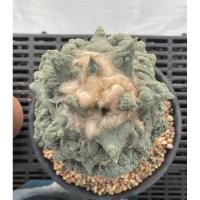 ราคา เมล็ดอริโอคาปัส Ariocapus cauliflower seeds (8633018127)