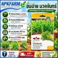 ราคา ขึ้นฉ่าย นวลจันทร์ [จำนวน 2000 เมล็ด] หมดอายุ 09/07/2570 ก้านและใบสีเขียวอ่อน มีกลิ่นหอม (27274735401)