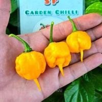ราคา พริกแคโรไลนารีพเปอร์สีเหลือง(Yellow Carolina Reaper)แท้100% (26606968493)
