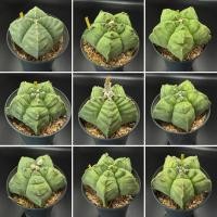 ราคา [Update 6.4] กระบองเพชรAstrophytum Myriostigma Kikko ไมริโอ เพาะเมล็ดไซส์แม่พันธุ์กระถาง 4 นิ้วมีจัดส่งแบบเปลือยราก (25993519186)