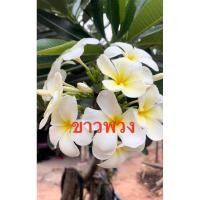ราคา กิ่งพันธุ์ลีลาวดี ขาวพวง 3 กิ่ง 70 บาท ลีลาวดีเป็นต้นไม้ที่ออกดอกตลอดทั้งปี ดอกของลีลาวดีจะมีกลิ่นหอมอ่อน (25693032645)