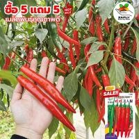 ราคา 250 เมล็ด ซื้อ 5 แถม 5 ฟรี เมล็ดพันธุ์พริกขี้หนู พริก เรดฮอท เมล็ดพันธุ์อินทรีย์ สามารถขยายพันธุ์ต่อได้ พริก เมล็ดพันธุ (29592976870)