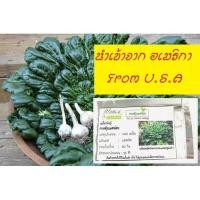 ราคา เมล็ดพันธุ์ กวางตุ้งแทตฉ่อย-Tat Soi Cabbage 400 เมล็ด เมล็ดคุณภาพ แท้ 100 % ปลูกง่าย ราคาถูก (7332577464)