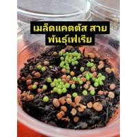 ราคา เมล็ดแคตตัส สายพันธุ์เฟเรีย งอกง่ายมาก (6745056096)