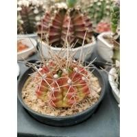 ราคา ยิมโนด่าง​ cv มีราก​ ไม้เมล็ด​ คัดต้นสวย​ Gymnocalycium​ cv​ Cactus​ แคคตัส กระบองเพชร​ ไม้อวบน้ำ​ (18001588720)