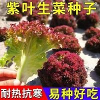ราคา 紫叶生种子有机沙拉菜种子种植耐耐高温热ระเบียง四季种蔬菜籽子สีม่วงใบผักกาดหอมเมล็ดพืชอินทรีย์สลัดผักเมล็ดปลูก20260509 (40380724396)