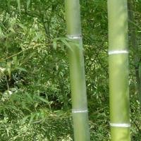 ราคา เมล็ดไผ่ ไผ่โมโซ Moso Bamboo Seeds 25 เมล็ด เมล็ดไผ่โมโซ ไผ่ลำเดียว ไผ่หนังจีน ไผ่ญี่ปุ่น เมล็ดพันธุ์ไผ่โมโซ (51410822696)