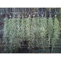 ราคา เคราฤาษีพร้อมตุ๊กตาลวดดัด (7067761884)