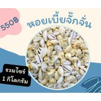 ราคา เปลือกหอยเบี้ยจั๊กจั่น (22776647766)