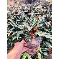 ราคา คล้ากาเหว่าลาย Calathea lancifoliaส่งแบบบถุง (29314006765)