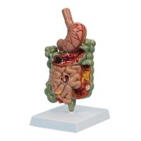 ราคา XU Human Organ Digestive System รุ่น (57360774898)
