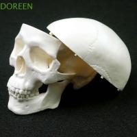 ราคา โมเดลกะโหลก DOREEN รุ่นหัวมนุษย์สะดวกแบบถอดได้ 92x99x71 มม. หมวกกะโหลกเรซิ่นศึกษาหัวกายวิภาคกระโหลกหมอนักเรียน (47559598850)