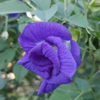 ราคา เมล็ด อัญชัน ดอกอัญชัน กลีบซ้อน 5 ชั้น ( Butterfly Pea) บรรจุ 6 เมล็ด (5564357059)