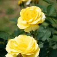ราคา 30 เมล็ด กุหลาบ สายพันธุ์ อังกฤษ เลื้อย สีเหลือง ดอกใหญ่ Climbing Rose Seeds (10118625446)