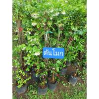 ราคา ต้นโมกพวง โมกบ้าน(ขนาด80-90ซม.)ดอกสีขาวกลิ่นหอม ติดดอกดก (40157883888)