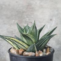 ราคา ม้าเวียนด่าง (Haworthia limifolia) (6961627760)