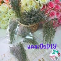 ราคา ซองละ20บาทดอกไม้แห้ง ดอกแคสเปียแห้ง ดอกสุ่ยแห้ง ดอกสเตติสแห้ง ดอกไม้แห้งหลายชนิดนำไปตกแต่งDIY (19772376930)