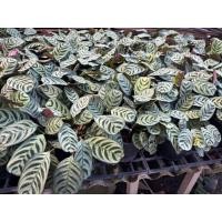 ราคา ต้นคล้าลาย (Ctenanthe burle-marxii) หรือที่รู้จักในชื่อคล้าม้าลายแคระ กระถาง5-6นิ้ว (42428035162)