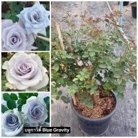ราคา กุหลาบ-บลูกาวิตี้ Blue Gravity (กระถาง 12 นิ้ว) โทนฟ้าม่วง หรือ ม่วงควันบุหรี่ ไร้หนาม-หนามน้อย (22730508506)