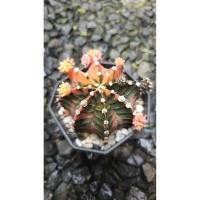 ราคา gymnocalycium mix / ยิมโนคาไลเซียม คละหน้า (53854454879)