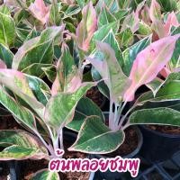 ราคา ต้นพลอยชมพูอโกลนีมาต้นพลอยชมพู แสงเพชรแสงพลอย ออโรร่าชมพู ไม้เสริมโชคลาภไม้ฟอกอากาศ (22844353171)