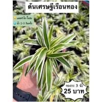 ราคา ต้นเศรษฐีเรือนทอง จัดส่งตั้งแต่ 2 ต้นขึ้นไป คละแบบได้ (13595357675)