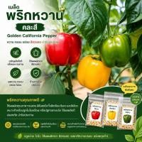 ราคา เมล็ดพริกหวาน คละสี สีเหลือง แดง เขียว เมล็ดนำเข้า ปลูกง่าย ดูแลง่าย (6623705281)