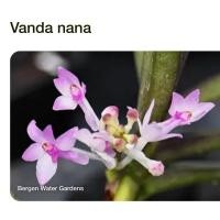 ราคา กล้วยไม้vanda nana กล้วยไม้ป่าขนาดเล็กดอกชมพูติดขอน (27474103618)