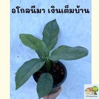 ราคา ต้นเงินเต็มบ้าน กระถาง 8 นิ้ว ต้นใหญ่ ใบสวย ส่งพร้อมกระถาง (6984476458)