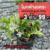 ราคา ต้นโมกด่างแคระ ชุด 3ต้น (53062046212)