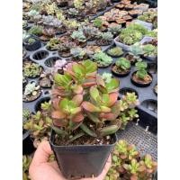 ราคา ต้นคลาสซูล่า ( Crassula Ovata หรือ Jade Plant )ส่งพร้อมกระถาง3นิ้ว (27182260249)
