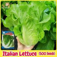 ราคา เมล็ดพันธุ์ ผักกาดหอม บรรจุ 500เมล็ด Italian Lettuce Seeds เมล็ดพันธุ์พืช ผักสวนครัว เมล็ดพันธุ์ผัก ปลูกผัก สวนครัว โตไว (28294804763)