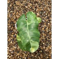 ราคา Philodendron Burle Marx Variegated (ฟิโลเดนดรอนเบอร์มาร์คด่าง) (13607131057)