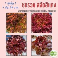 ราคา ชุดรวม เมล็ดสลัดสีแดง 4 ชนิด ผักกาดหอม เรดโครอล เรดโอ๊ค เรดมินิคอส งอกดีมีคู่มือ เมล็ดปี 68 เมล็ดพันธุ์ผักสลัด ผักสลัด (41350168412)
