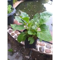 ราคา มะเขือเปราะเจ้าพระยา(Chao phaya eggplant)หรือมะเขือเผาะ พืชสวนครัว (4037926074)