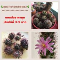 ราคา หน่อแมมหนามตะขอแดง ต้นเล็ก จัดส่งแบบเปลือยราก❗️เริ่มต้นที่ 3-5 บาท❗️ (8368876385)