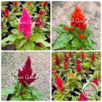 ราคา F23 ต้นหงอนไก่/สร้อยไก่ มีหลายสี ไม้ดอก ไม้ประดับแต่งสวน ส่งทั้งถุง ขายเป็นต้น (3178845250)