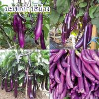 ราคา 100+ เมล็ด เมล็ดมะเขือยาวสีม่วง (ปลูกง่าย ผลยาวสีม่วง ขั้วผลสีม่วง ออกผลดก รสชาติหวานกรอบ เนื้อสีขาว เปลือกสีม่วง ทานสด) (41352464507)