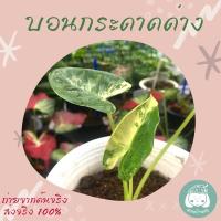 ราคา บอนกระดาดด่าง‼️ขายถูก‼️สวนบ้านครู (12935574696)