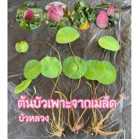 ราคา บัวหลวง สีชมพู ต้นบัวหลวง (18885460658)