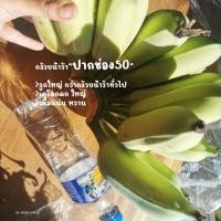 ราคา [10หน่อ]หน่อกล้วยน้ำว้า พันธุ์ปากช่อง50 โตไว ลูกดก เนื้อแน่น เครือใหญ่ แตกหน่อไว ลดภาษี ที่ดิน รกร้าง ดีกว่า กล้วยตานี ป (24126135518)